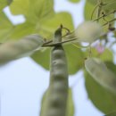 양대농장 이미지