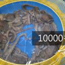 목포뻘낙지 네이버블로그