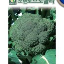 다농플라워
