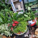 상록화원 - 강남구 언주로 508 | 상록화원