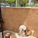 오렌지 애견카페 이미지