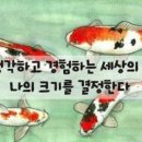 Koi 이미지