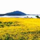 유채와바다 이미지