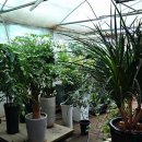 영플라워 이미지