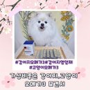 어유중학교 | 강아지고양이 모두 급여가능한 가성비좋은 묘견서오메가3