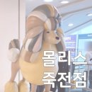 몰리스 죽전점 | 이마트 죽전점 몰리스, 반려동물용품 저렴하게 쇼핑해요