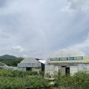 다온농장 - 서귀포시 금백조로 88 | #블루베리 체험: 유영농원 나무시장 시간제한 없이 500g 가득! 아이와 다녀온 블루베리 체험 농장 후기