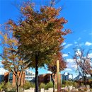 신길동 선사유적지 이미지