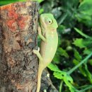 렙토 | 특별체험 평택파충류샵 렙토피아 후기