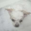 멍테일즈 이미지