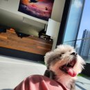 덕분이야모든개 이미지