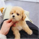 나눔펫 책임분양소 강아지분양 김포점 이미지