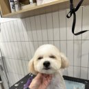 털로덮인친구들 서울상도점 이미지