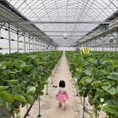 매지밀 딸기농장 이미지