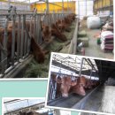 가축농장 이미지