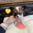 파밀리에드마스코타 천안두정점 천안강아지분양 천안고양이분양 이미지