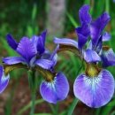 아이리스 이미지