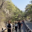 [쉘위하이킹 Vol.7] 봄꽃 등산 북한산 진달래 등산 후기(진달래 능선 코스)