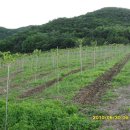 느티나무농장 이미지