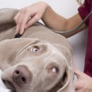 뉴월드동물병원 이미지