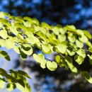 계수나무토끼한마리 이미지