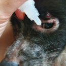 내포동물병원 이미지