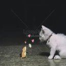 궁서설묘(窮鼠齧猫) 이미지
