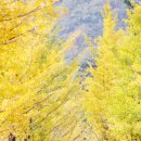 나무숲펜션 이미지