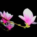 (사)한국문인협회「 이미지