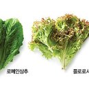 채소 - 수원시 팔달구 팔달문로 6-1 | 채소