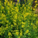 왕궁방앗간 이미지