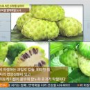 노니다 이미지
