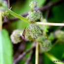 탄벌초등학교 이미지