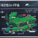 2024년7월14일 대관령 금강 소나무 숲길 이미지