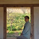 충남학원 앞 | [충남] 서산유기방가옥 수선화 개화상황 할인정보 주차장 방문팁 포토존