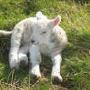 양이야기 이미지