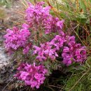 구름송이 이미지