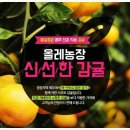 김경철농장 | 귤 10kg 판매 (제주도 감귤)