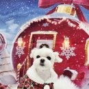 밀리아 펫살롱 이미지