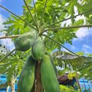 오케이씨농장 이미지