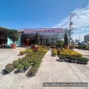 금호농원 | 영천꽃집 금호꽃농원 사부디플라워 꽃바구니 내돈내산 후기