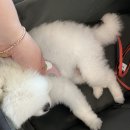 카페오오디 이미지