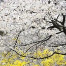 개나리슈퍼 이미지