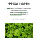 와사비 이미지