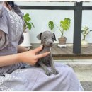 오독안심분양센터 강아지분양 고양이분양 인천점 이미지