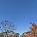 남산식당 | 남산도서관 구내식당 점심 후기 - 가을 정취와 함께한 직장인의 힐링 코스