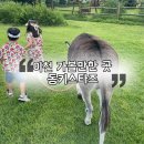 성덕농장 | 이천 아이랑 가볼만한 곳 동키스타즈 당나귀체험하고 뛰어놀기좋은 곳