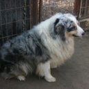 셰퍼트 분양 이미지