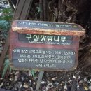 구실잣밤나무 이미지