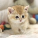 도레미캣 이미지